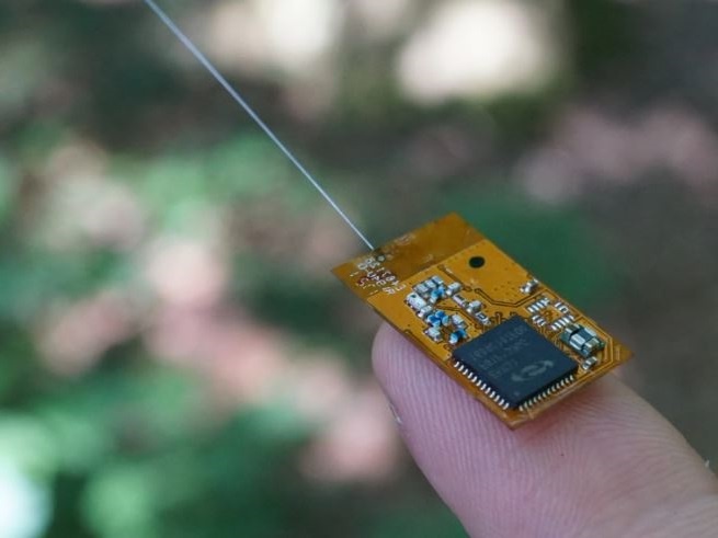 Датчик, прикреплявшийся к летучим мышам (реагирует на другие такие же датчики) (Источник: sciencealert.com)