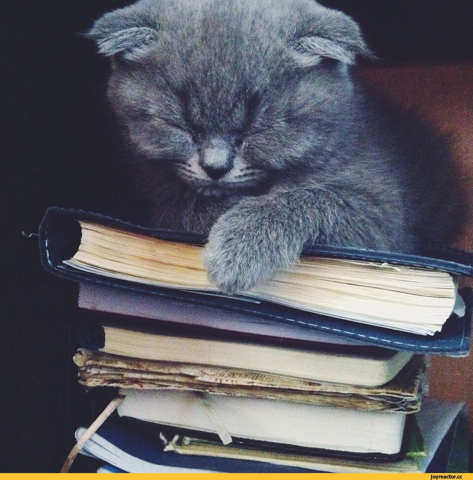 Изображение из открытых источников 