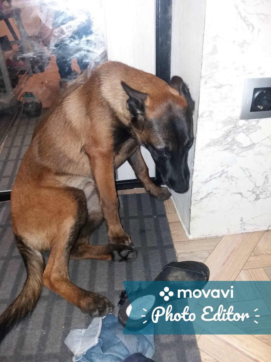 Наша Ярость та ещё проказница. Съела мои босоножки.