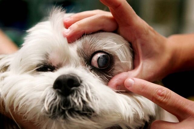 Породы собак, у которых выпадают глаза | Лапа помощи | Дзен