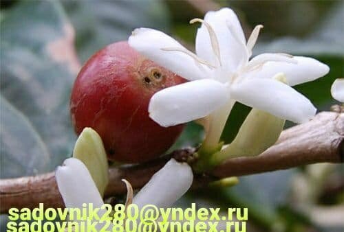 Кофе домашний.  Цветки, живут не больше 3 дней. Нельзя опрыскивать куст в период цветения... Фото-коллаж автора Алесад.
