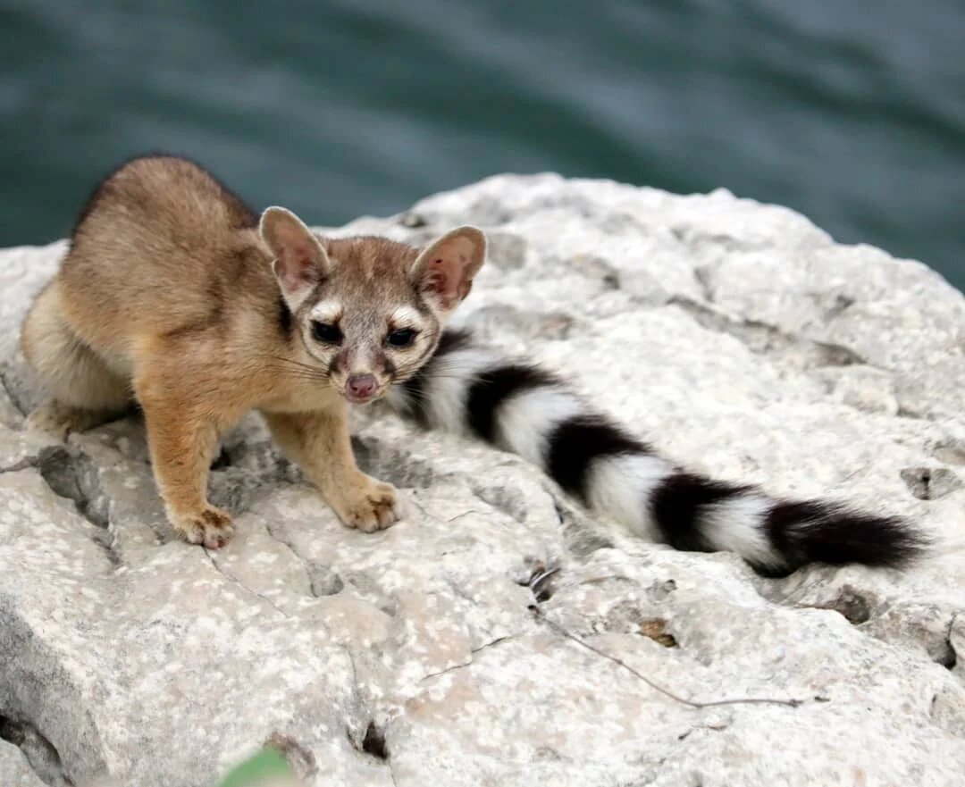 Зверек с удивительным названием какомицли внешне напоминает куницу, по характеру окраса – енота. Но согласно данным специалистов по анатомии животное все же ближе к кошачьим. Какомицли – это представитель рода хищные млекопитающие из семейства енотовые.