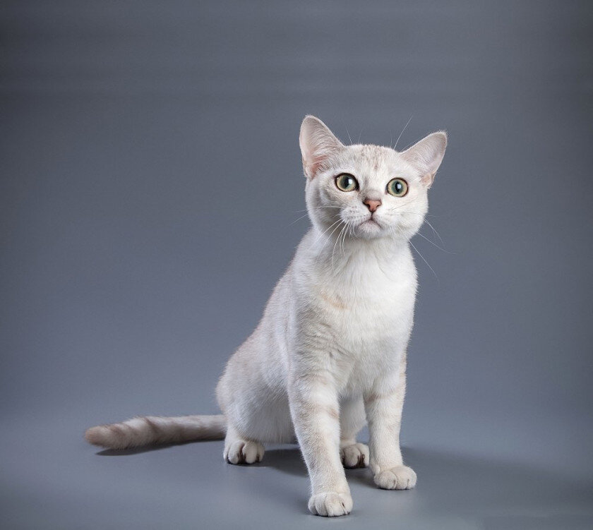 Фото бурмиллы 