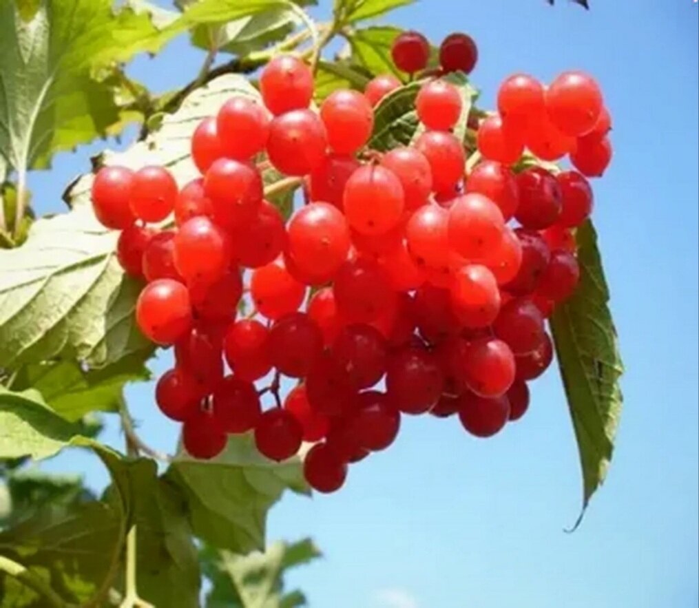 А еще от кашля,авитаминоза и плохого настроения!  Условий всего два-взять ягоду,уже хорошо подмерзшую,и готовить"лекарство"исключительно с душой.