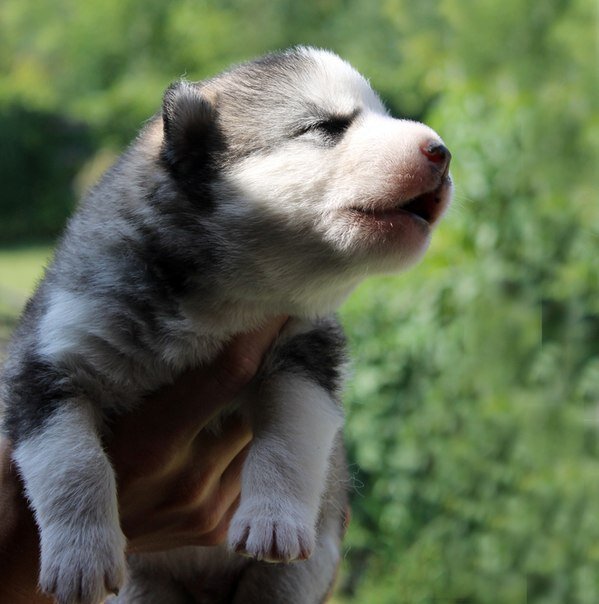 Новорожденный хась