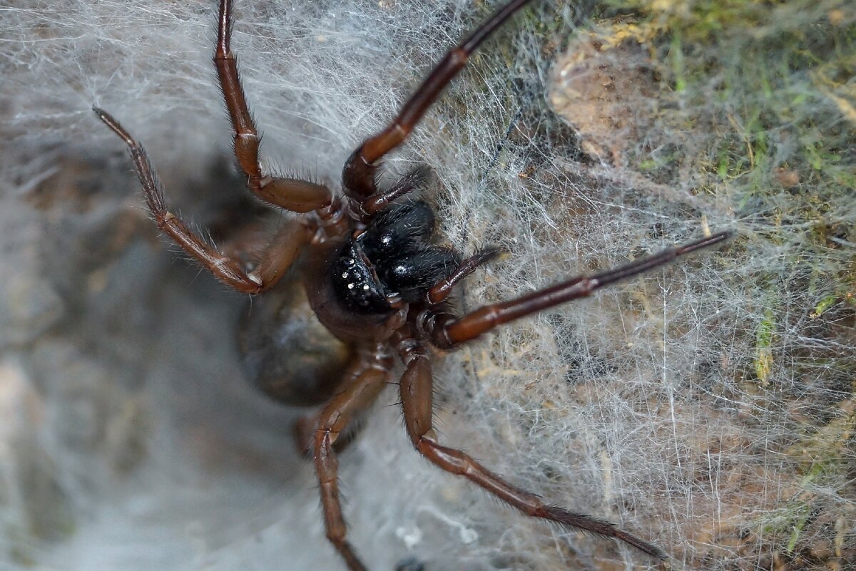 Паук семейства воронковых пауков