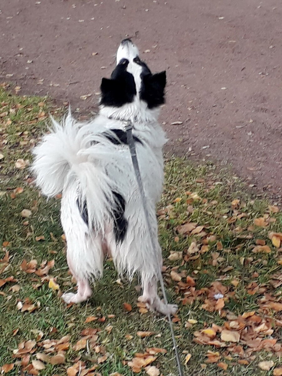 Интерес и напряжение, кот на дереве