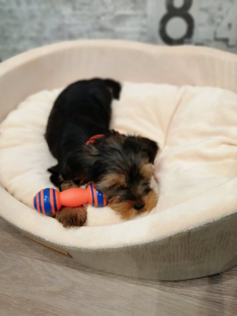 Тоже одна из моих девочек - Бетти. Фото предоставлено "мамой" Бетти - Светланой.