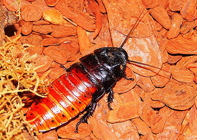 Мадагаскарский шипящий таракан