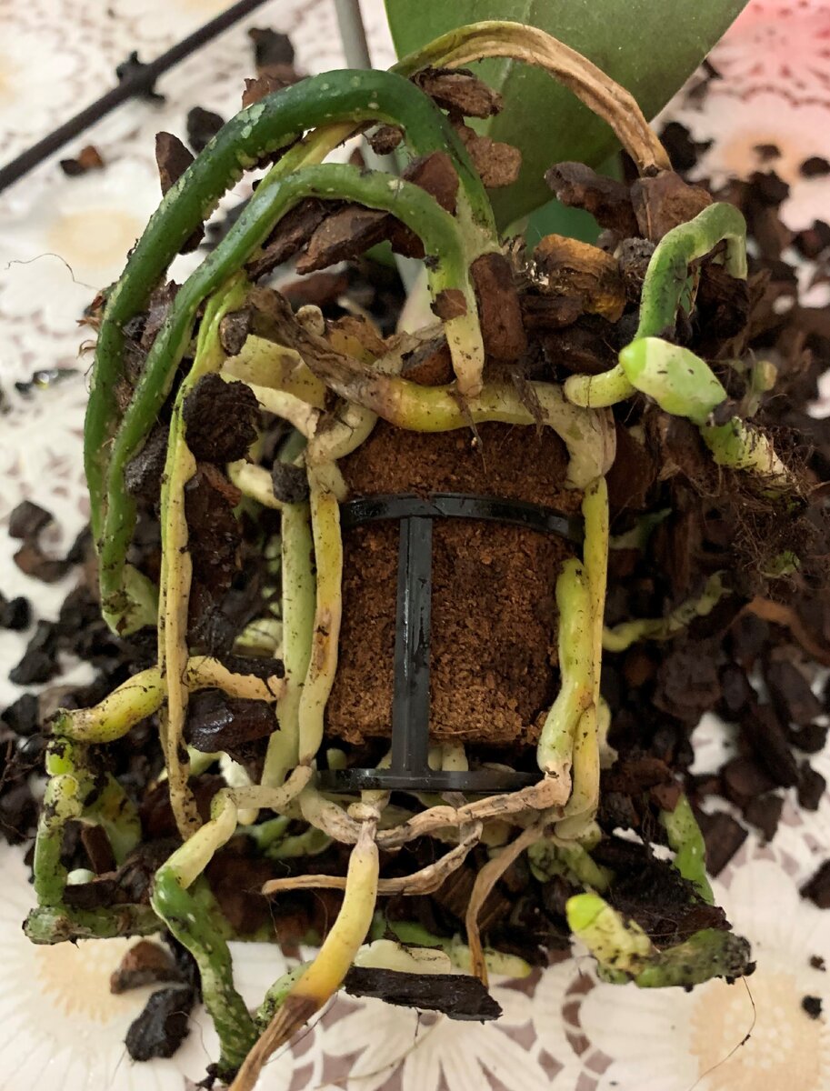 Хорошая корневая система Орхидейки и ""чудо" торфяной стаканчик. Личный архив