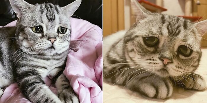 Источник: www.instagram.com/lanlan731