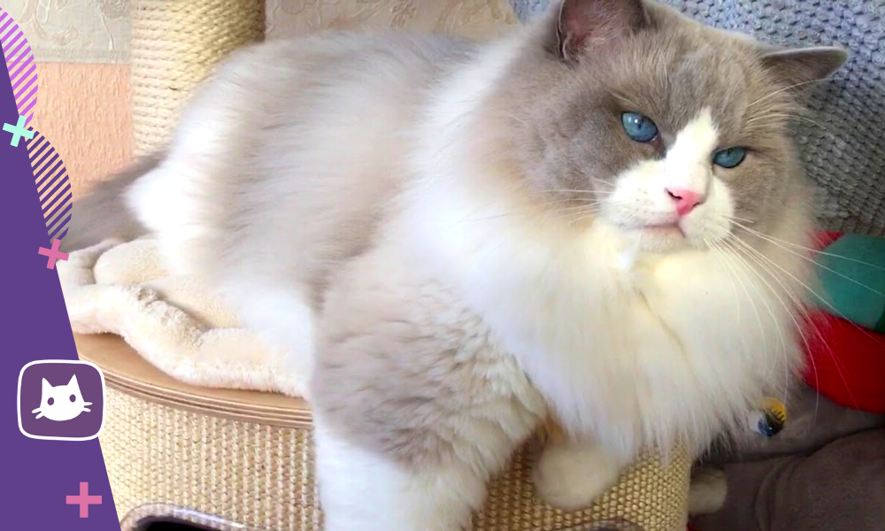 Ragdoll Cat Facts Ragdoll Cat FAQs Ragdoll Cat Information Ragdoll cat breed, Ra