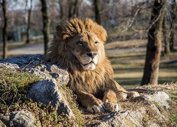 Лев