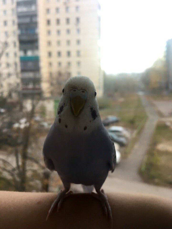 Шушик (волнистый попугай)