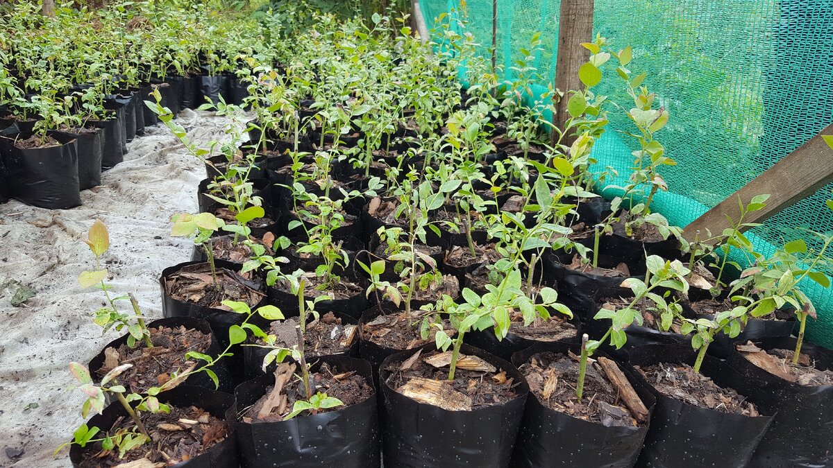 мои однолетние саженцы