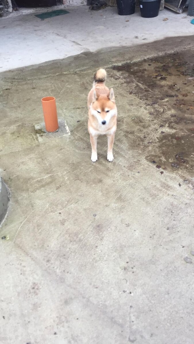 У рыжего лапы чистые