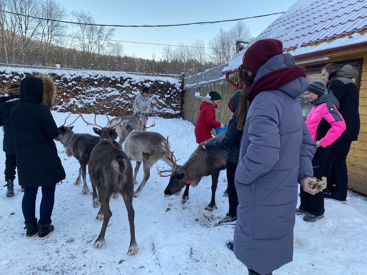 Молодые оленята