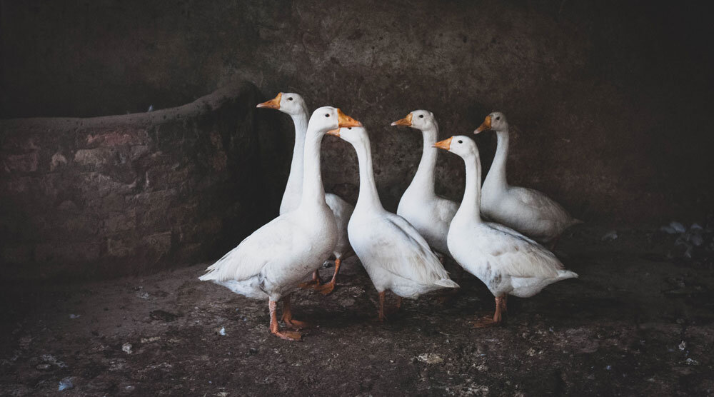 Photo by Ibrahim Munir on Unsplash