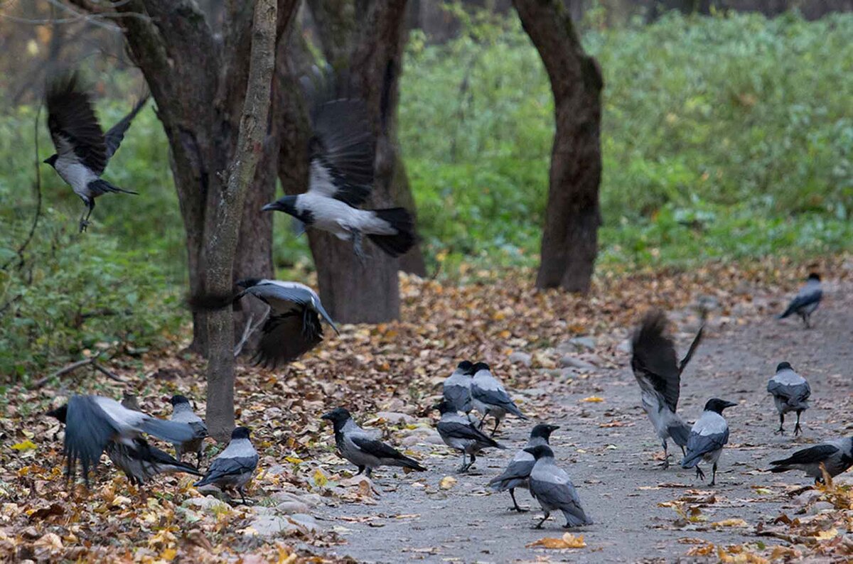 Вороны во сне стая. Городские вороны. Серая ворона. Стая серых ворон. Ворона стая.