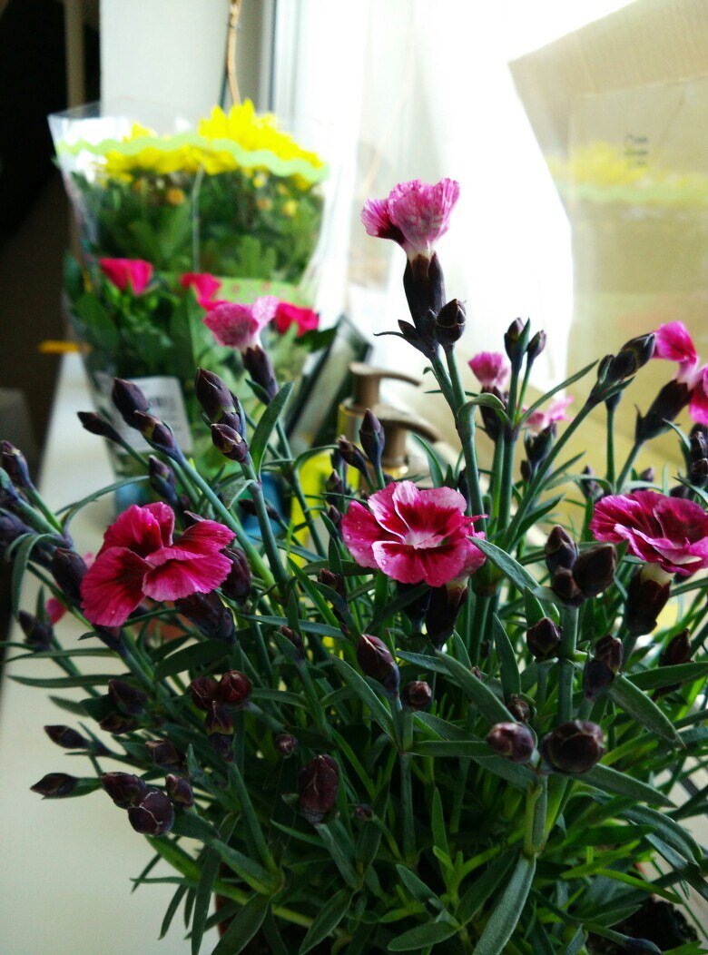 Как сделать цветок гвоздики в домашних условиях | Премиум Фото