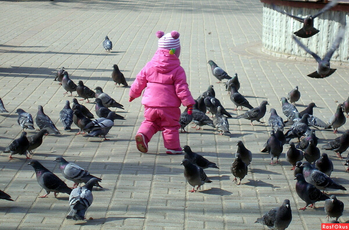 Голуби в городе