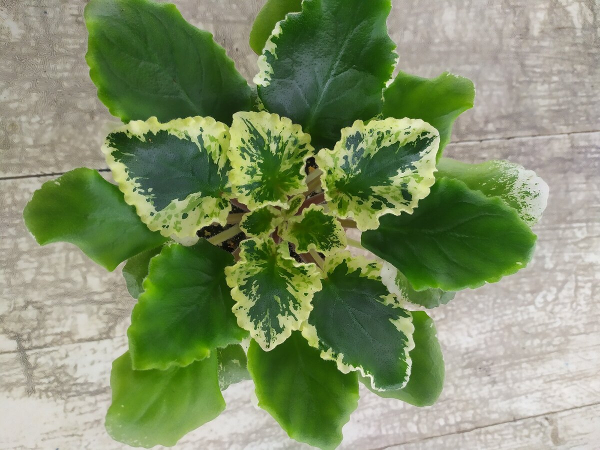 Однажды я не смог по состоянию ЗДОРОВЬЯ полноценно ухаживать за своими РАСТЕНИЯМИ. 