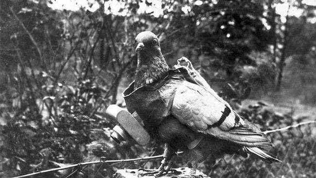 Во времена Первой мировой войны голубей использовали для передачи сообщений или разведки. На этой фотографии изображен голубь-шпион с камерой, которая делала фотографии местности в автоматическом режиме