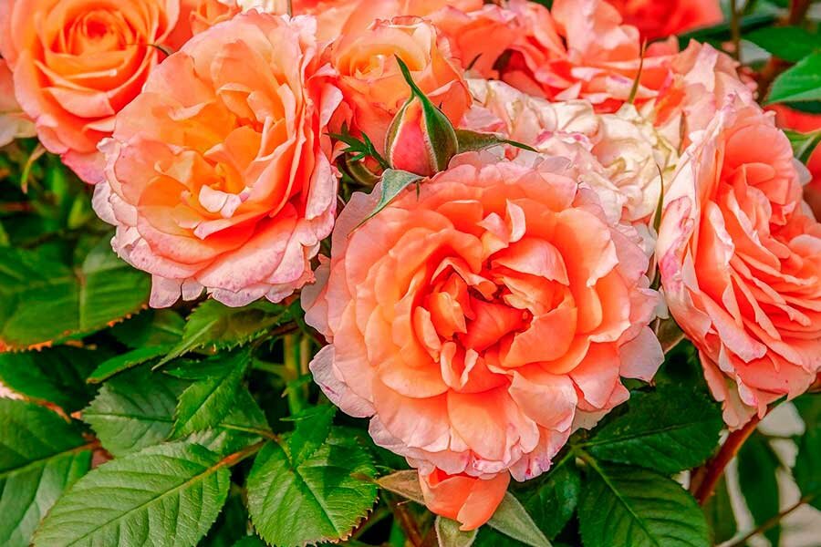 Как размножить розы черенками - один из лучших способов от профессиональных цветоводов