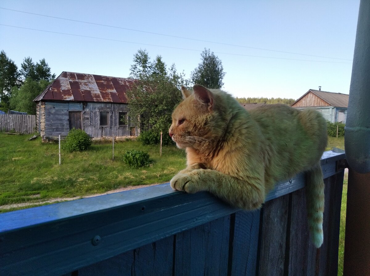 Про кота, который живет в деревне и не хочет оттуда переезжать в город. |  Дом, дача и курятник в придачу | Дзен