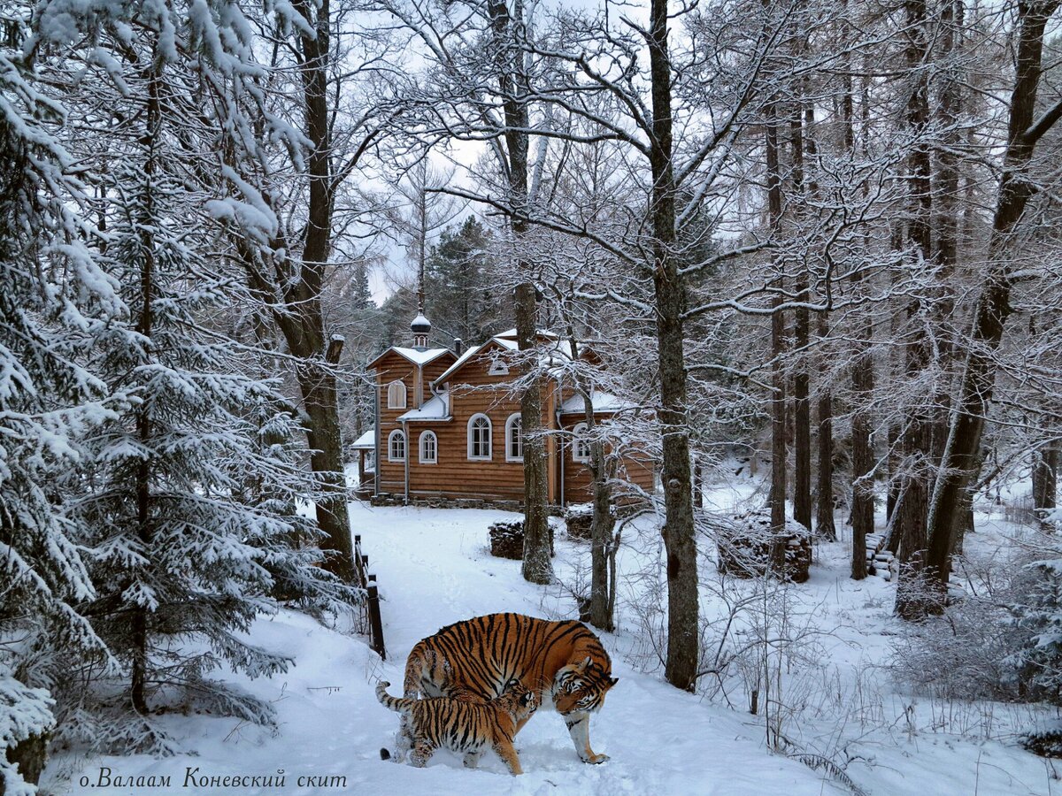 О.Валаам скит Коневский