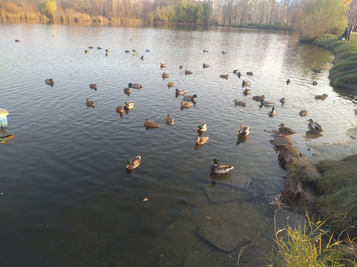 Кормили уток