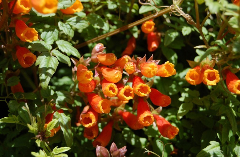 Лианы однолетние цветущие фото и названия