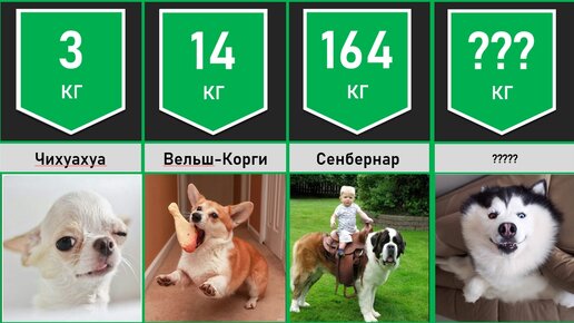 Сравнение - Собаки в Килограммах : от самой Мелкой до самой Огромной | Мир  в Цифрах | Дзен