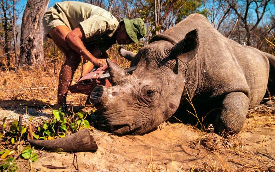 Обезглавливание носорога человеком.