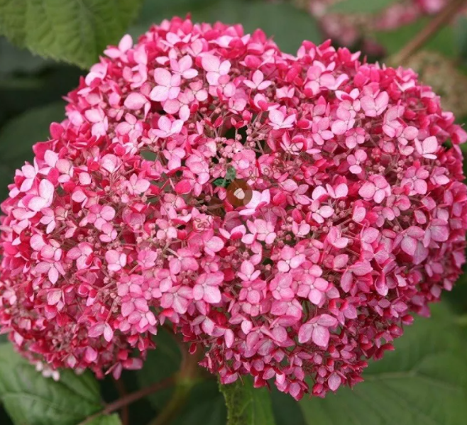 Гортензия древовидная Мэджикал Пинкербелл