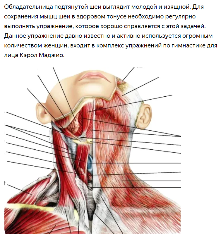 Мышцы подбородка упражнения. Упражнения для красивой шеи. Управления для красивой шеи. Как сделать красивую шею. Как получить красивую шею.