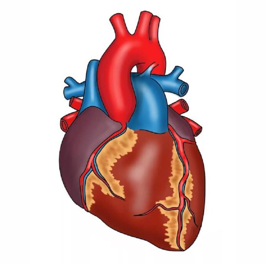 Сердце картинки для детей анатомия