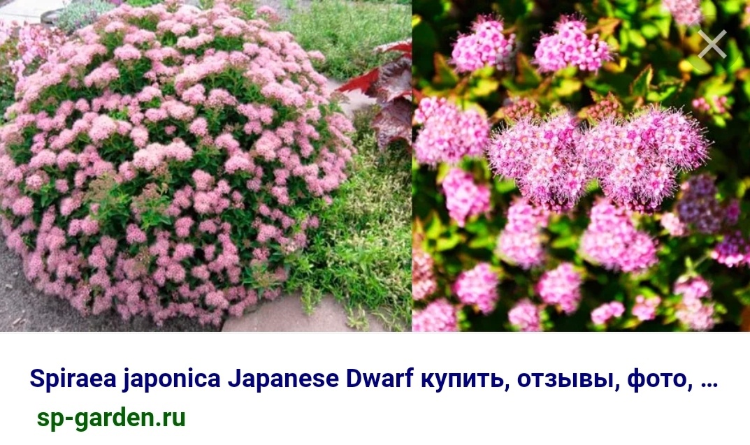 Самые красивые декоративные кусты - что уже растет, и что ищу ...