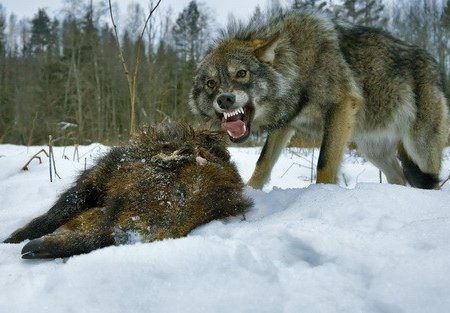 Фото по запросу Охотник волков