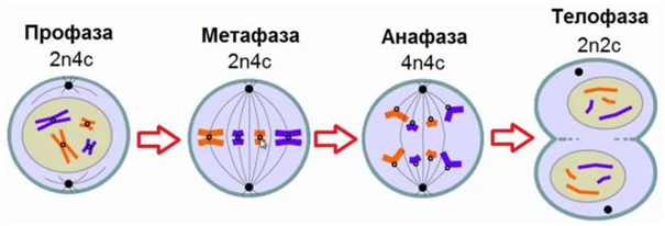 фазы митоза