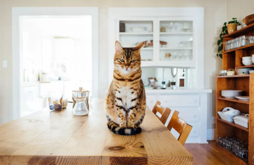 А кошка все замечает.