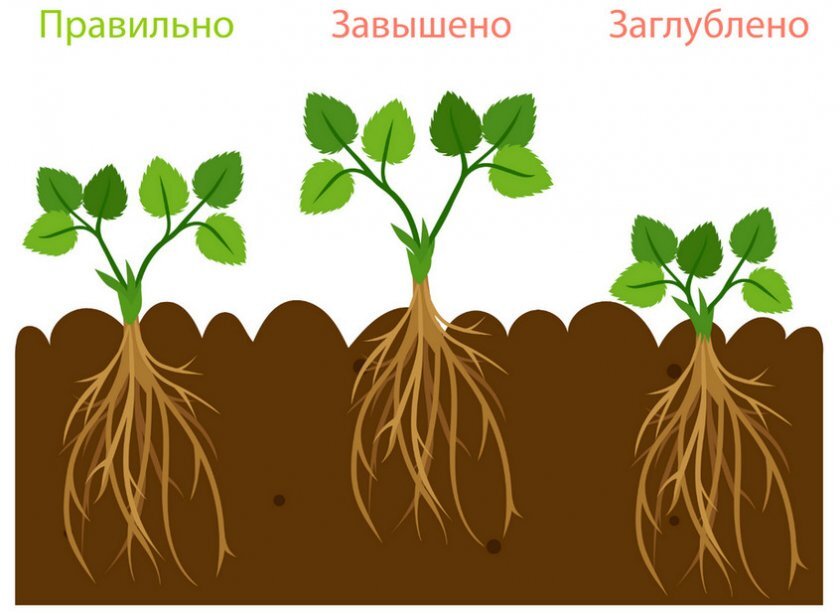 Особенности корня земляники. Корневая шейка у клубники. Корневая шейка у земляники. Корневая система клубники. Клубника посадка корнем.