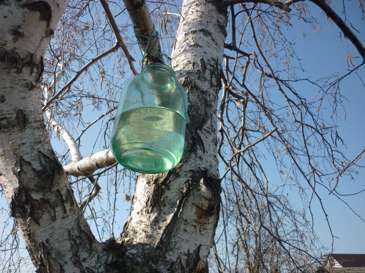 Как можно сохранить, и что сделать из березового сока. | Дачные советы ...