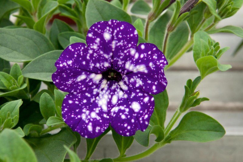 Петуния Night Sky. Хит прошлого и этого года по продажам