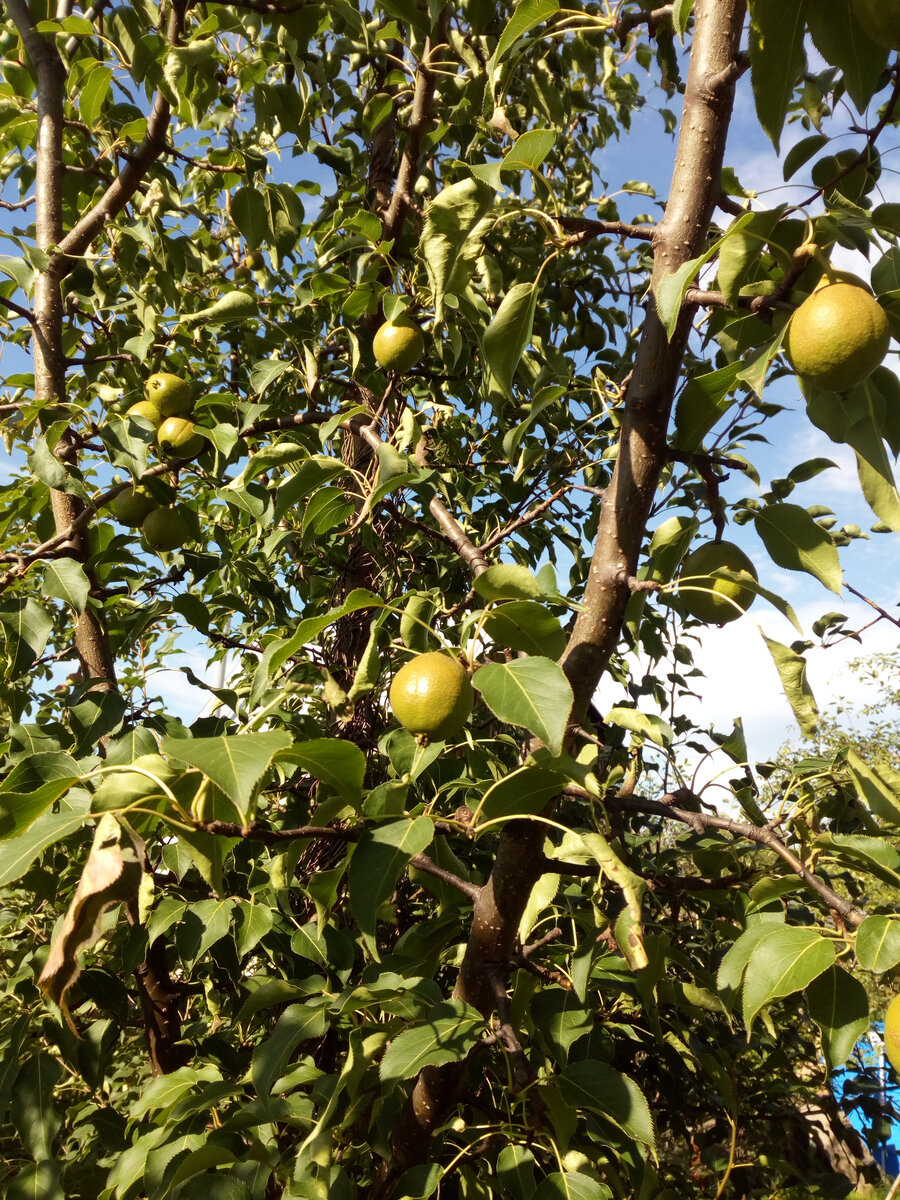 Груша у нас в саду. В августе 2020 дала первый раз прекрасный урожай. Фото мое.