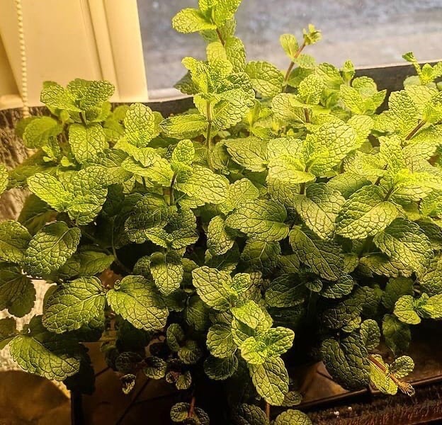 мята на подоконнике