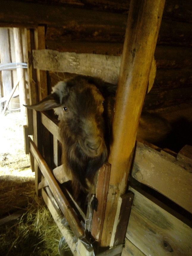 Василий выглядывает из своего загона. Личное фото