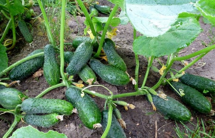 ЛЕТОМ ОГУРЦЫ РАЗДАЮ СОСЕДЯМ ВЕДРАМИ, СЕКРЕТ В ДОБАВКЕ!1