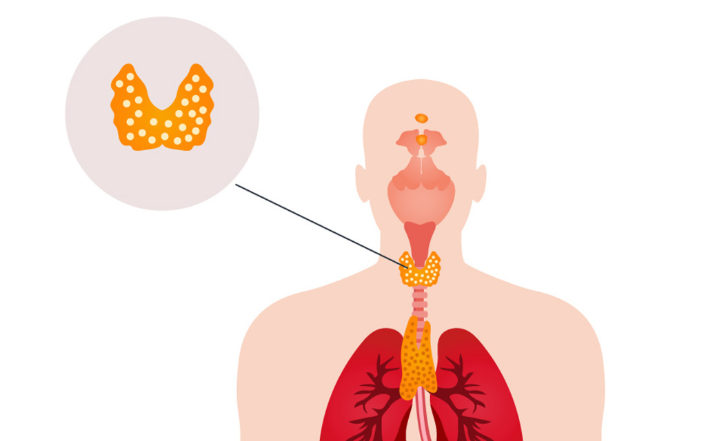 Щитовидная железа 