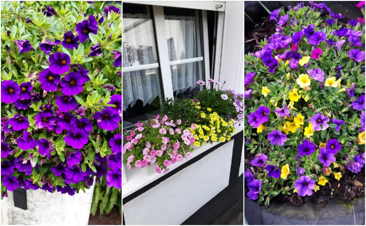 Калибрахоа